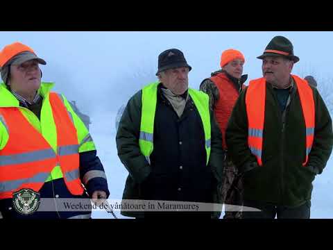 Cum se face o vanatoare la mistreti bine organizata - de Mihai Timbus ...in Maramures