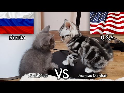 American Shorthair VS Russian Blue -  a kitten Fight Story