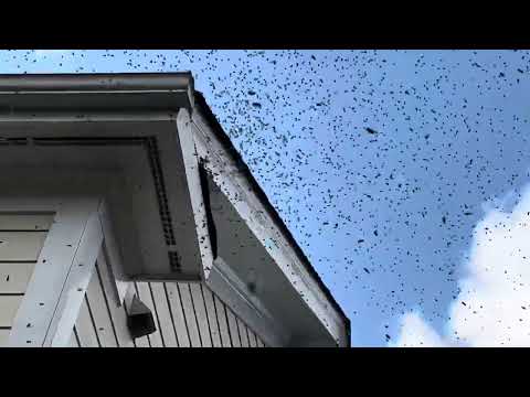 Largest Swarm of Honey Bees I’ve ever seen!