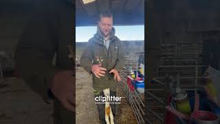 ClipFitter™ – Techniques for Castrating Lambs