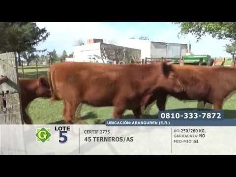Lote Terneros/as en Aranguren (E.Rios)