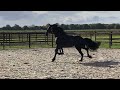 Filly Friesian For sale 2026 Black