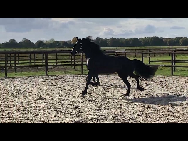 Filly Friesian For sale 2026 Black