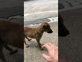 Ultra Cute Lovely Rugged Puppy Fellow