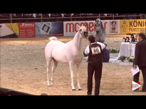 N.66 BINT TAHANIE - Wels 2015 - Mares 7-10 years old (Class 9)