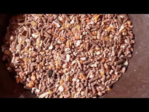 parazita a rákokban