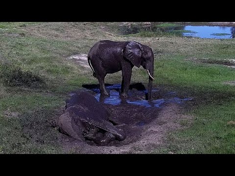 A Muddy Elephant Bath