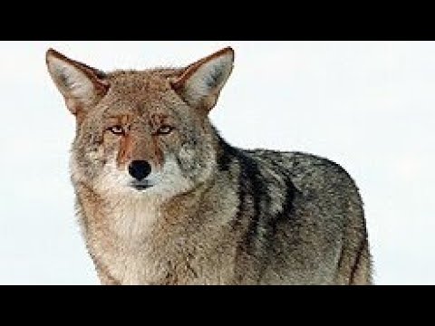 JAURIAS DE COYOTES EN LA ZONA RURAL DE JUCUAPA #usulutan 