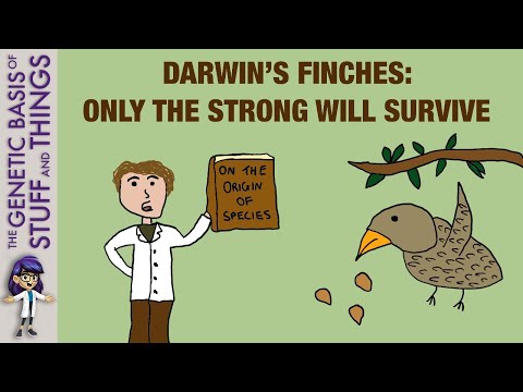 Darwin’s finches as an exceptional model of natural selection: not all can survive!