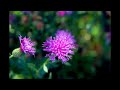 Rick Wakeman - Dandelion Dreams