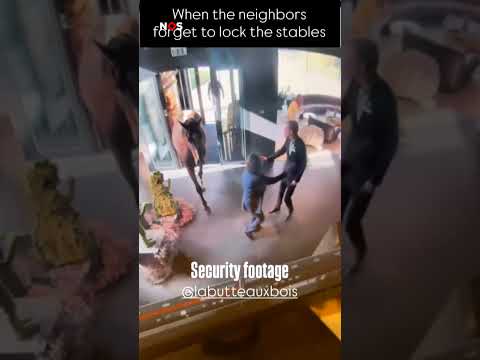 Er staat een paard in... een restaurant?!
