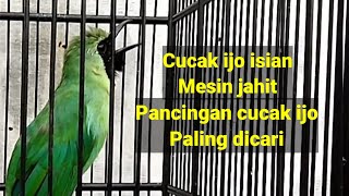 Download lagu CUCAK IJO NGENTROK ISIAN MESIN JAHIT untuk masteran mp3 Download lagu CUCAK IJO NGENTROK ISIAN MESIN JAHIT untuk masteran mp3