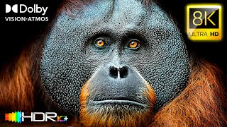 Dolby Vision™ 60fps ANIMAL MEGAVISION 8K Video ULTRA HD HDR - HDR10+ #8K