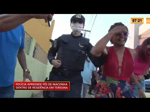 PoliÌcia Civil apreende peÌs de maconha em resideÌ‚ncia de Teresina 21 09 2020