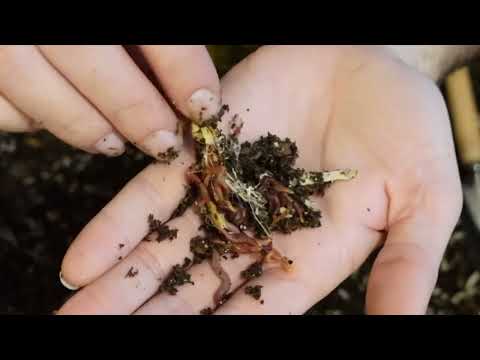 Quick check in on horseradish feeding 1 lb red wiggler bin