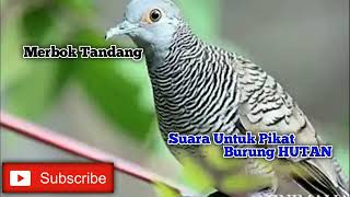 Download lagu MERBOK TANDANG POWER mp3 Download lagu MERBOK TANDANG POWER mp3