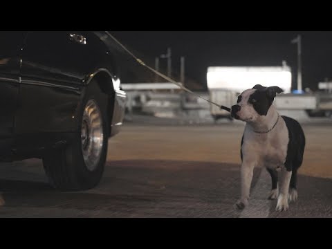 KREŠO BENGALKA - SPLIT ZOO (NAJAVA ALBUMA)