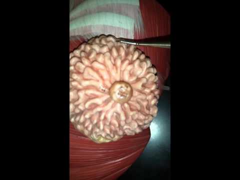 Anatomy of the female reproductive system part 4 (the breast)