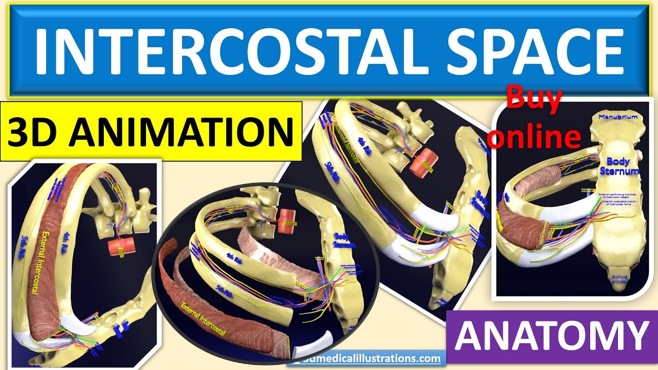 Intercostal space anatomy 3D Model