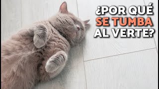 Thumbnail del capítulo