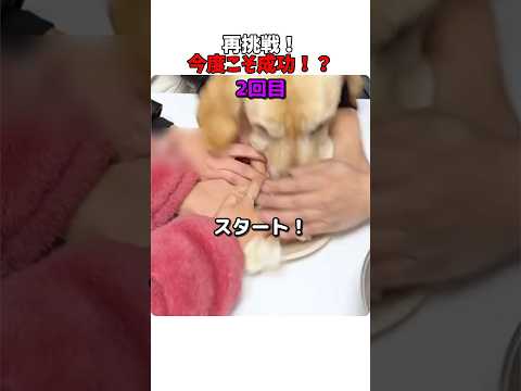 再挑戦！今度こそ成功！？