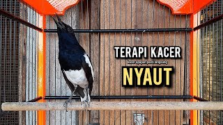 Download lagu kacer gacor NGEPLONG tarung ini paling ampuh buat PANCINGAN KACER agar EMOSI mp3