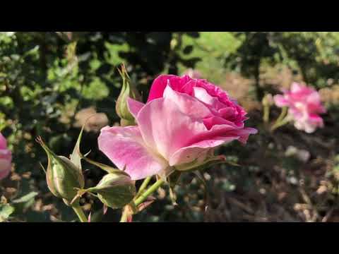 Visita  Vivero Chico Torino