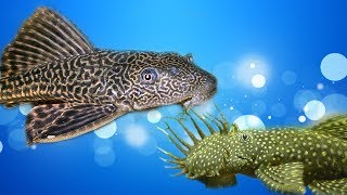 ANCISTRUS O PLECOSTOMUS