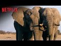 The Ivory Game | Bande-annonce VOSTFR | Netflix France