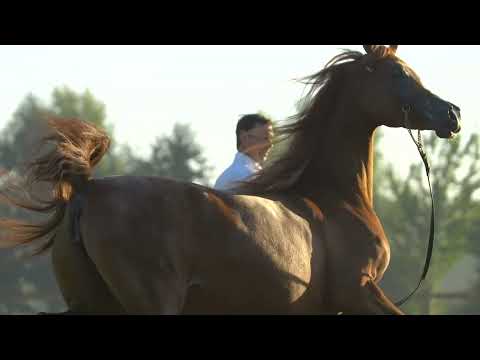 ⭐ZAFIRA AS ⭐ (Abha Qatar x Valentino's Angel MI) - STC AUCTION 2022