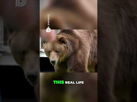 Grizzly Bear Guards The Money! Death Trap Challenge@MrBeast