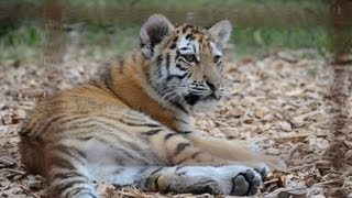 preview picture of video 'Tiger Cubs Odense Zoo August 2013'