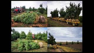 Семён Стронгин - Выращивание хвойных крупномеров. Часть 3