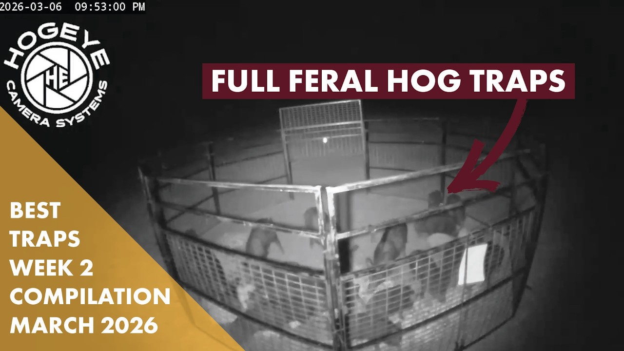 Massive Feral Hog Trap Hauls | Trap Compilation | March Week 2 - HogEye
