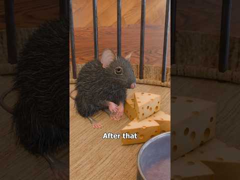 The Rat Park Experiment 🐭