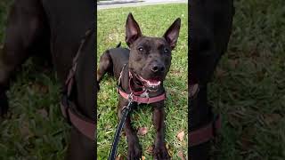 Video preview image #1 Mutt Puppy For Sale in Pompano Beach , FL, USA
