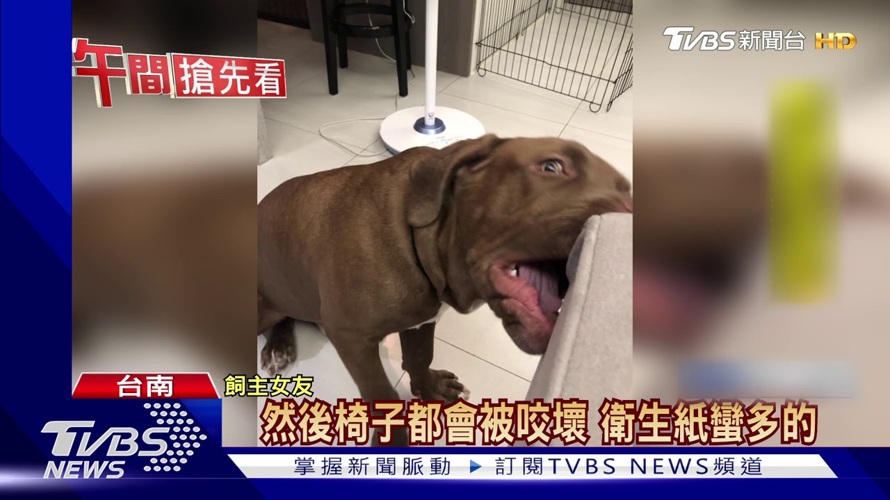 徵拼圖高手!愛犬撕碎千元鈔 數數逾3萬元