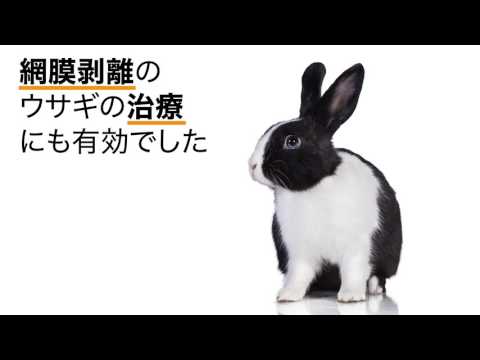 ウサギのはがれた網膜を新たなハイドロゲルで密着させる
