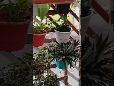 CASA DA MINHA TIA, EM TROMBAS-GO