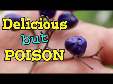 The Shockingly BLUE Dianella Fruit - Weird Fruit Explorer in MADAGASCAR Ep. 368