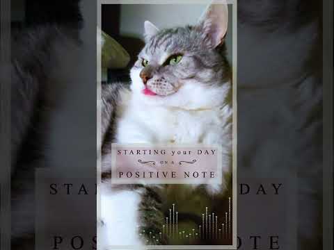 Starting your day on a Positive note #cats #shortscatsvideos #short #shorts