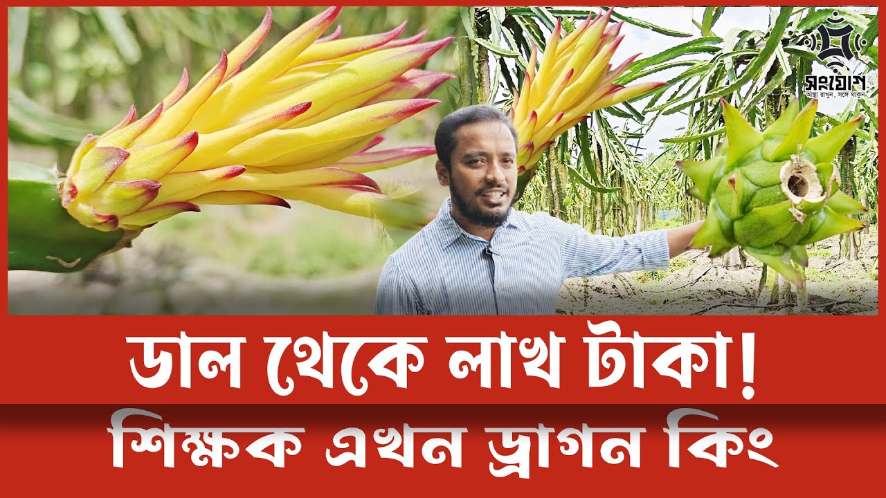 শিক্ষক থেকে ড্রাগন চাষী: শুভ’র গাছে লাখ টাকার ফল