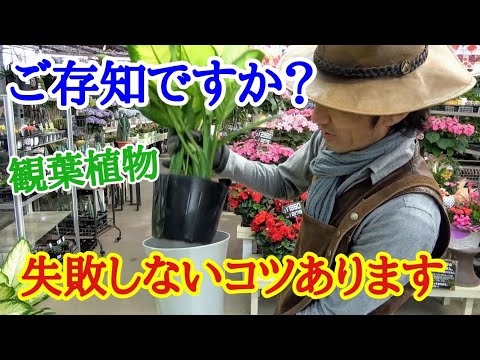 観葉植物の世話: よくある7つの間違い 庭の練習