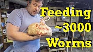 20-day old worm bin&#39;s second feeding - red wiggler worm farm vermicomposting