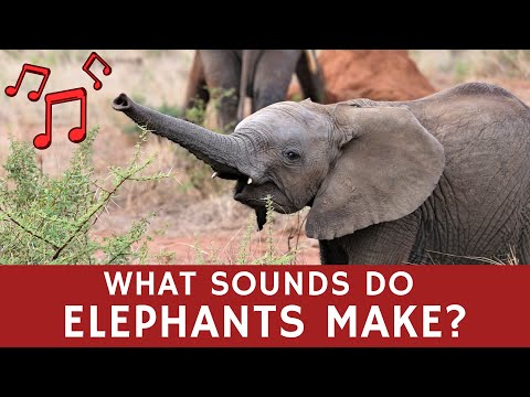 What Sounds do Elephants Make? And More to Know About These African Animals