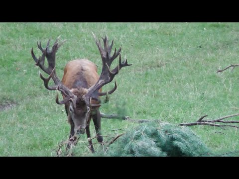 Riesiger 40 Ender Hirsch präsentiert sein mächtiges Geweih