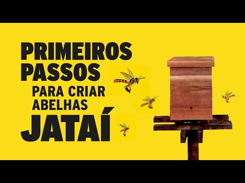 Primeiros passos para Criar Abelhas Jataí