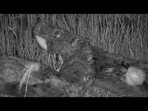 Djuma: Foam Nest Tree Frog - 23:46 - 01/30/21