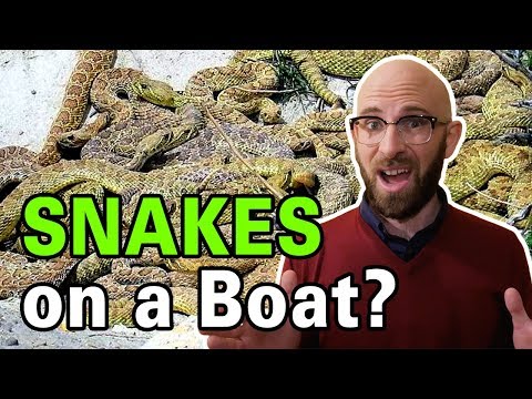 That Time Snakes, Monkeys, Crocodiles, Rats, and a Gorilla Took Over a Ship Video