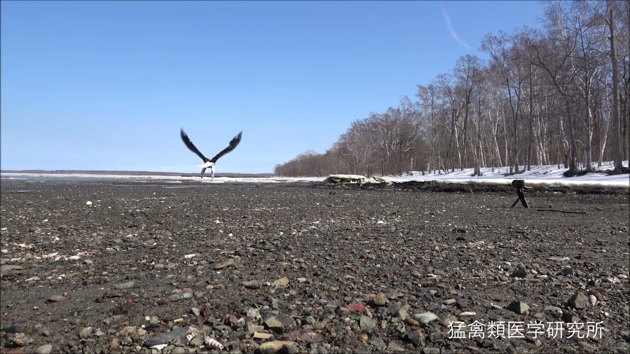 交通事故による重傷を克服したオオワシの旅立ち